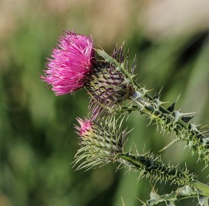 Thistle